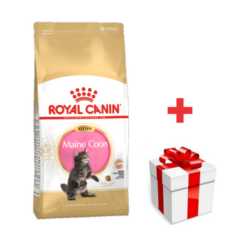 ROYAL CANIN Maine Coon Gatito 10kg  + sorpresa gratis