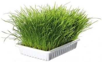 Trixie Hierba para Gatos 100g