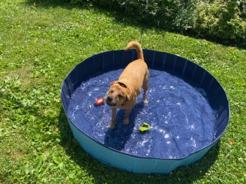 Piscina para perros, 80x20cm